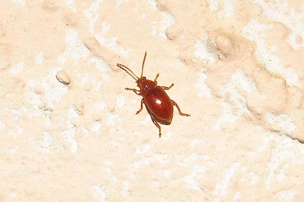 Neocrepidodera sp. (=Asiorestia), Chrysomelidae